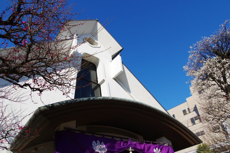 文京区にある光源寺の蓬莱梅