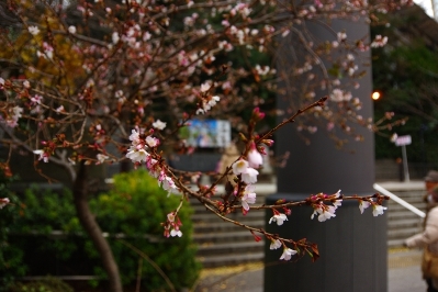 元旦の日枝神社に咲く桜