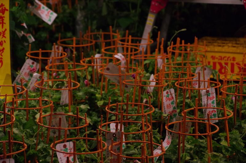 売られている朝顔