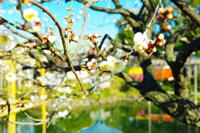 亀戸天神社は梅の名所です