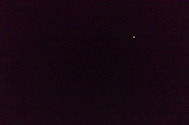 神田川のホタル