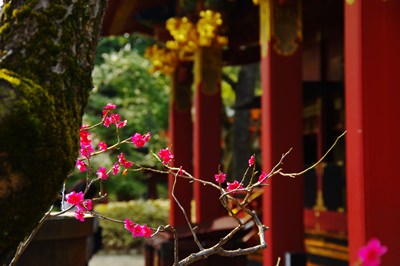 東京の根津神社に咲く梅の花