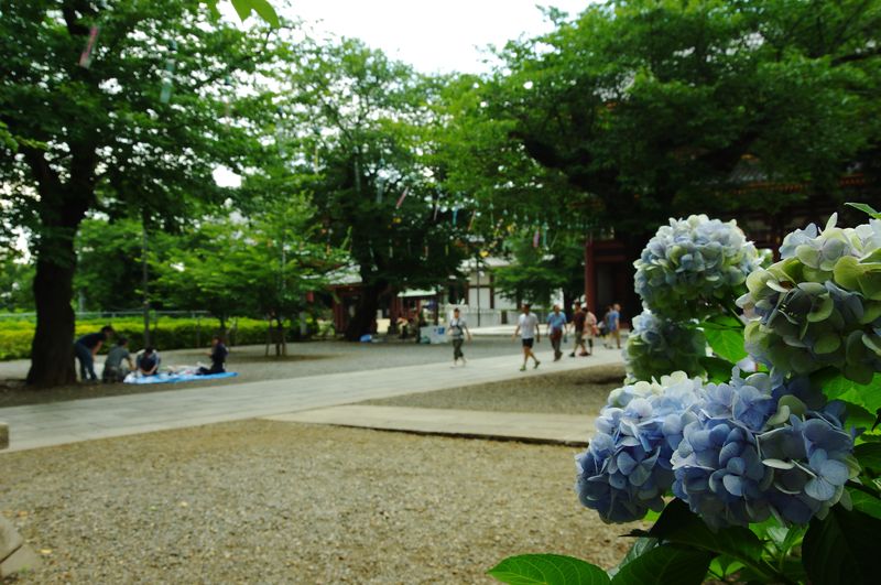 池上本門寺の紫陽花