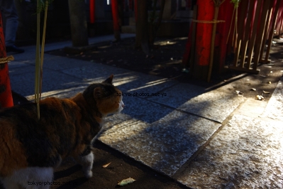 下谷神社のネコ