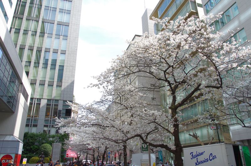 ビジネス街の桜