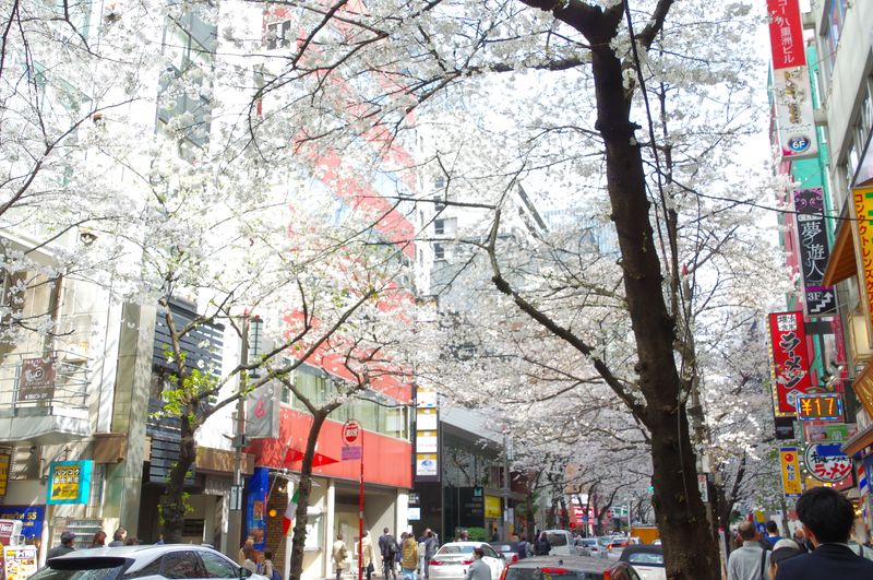 東京駅近く八重洲の桜