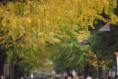 秋の上野公園の銀杏並木