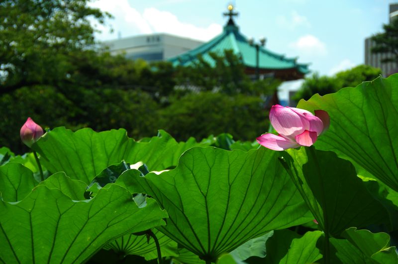 弁天堂と不忍池