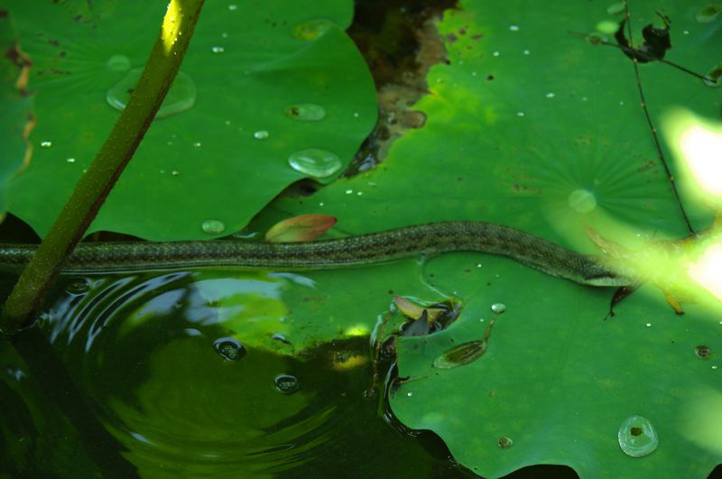 不忍池の蛇