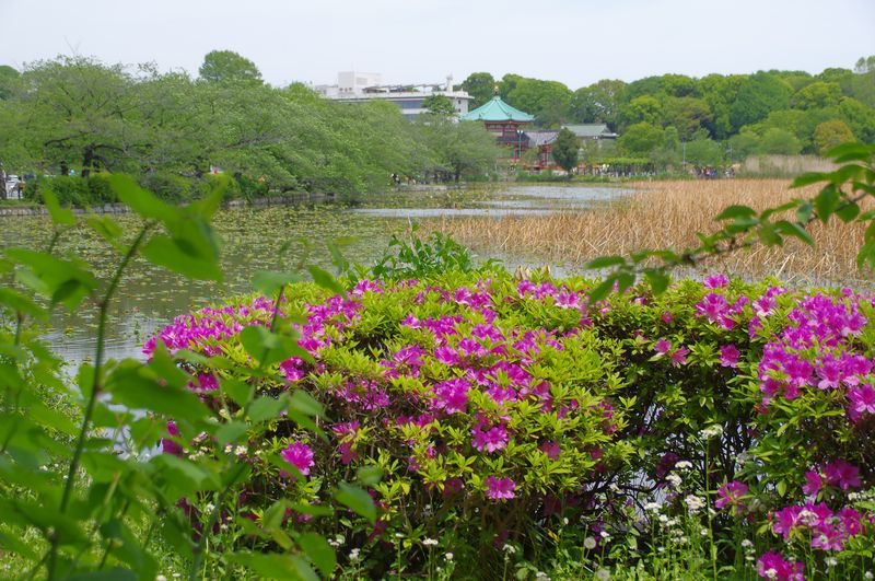 不忍池のツツジ