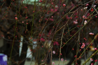 開花時期になり咲く湯島天神の梅
